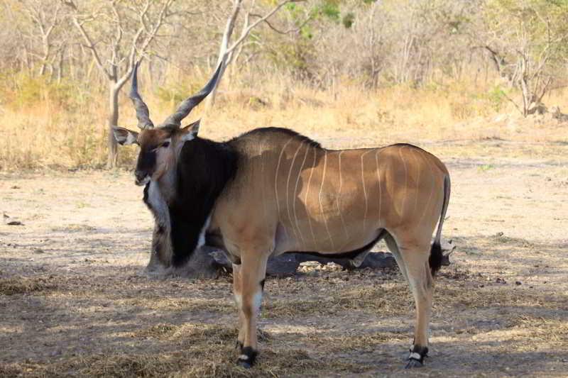 Fathala Wildlife Reserve Toubakouta Exterior foto