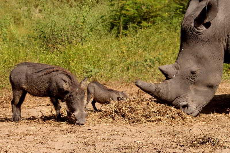 Fathala Wildlife Reserve Toubakouta Exterior foto