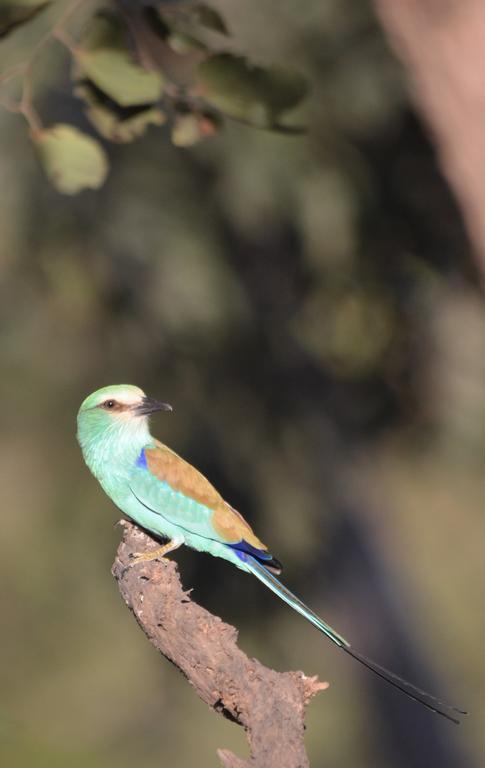 Fathala Wildlife Reserve Toubakouta Exterior foto