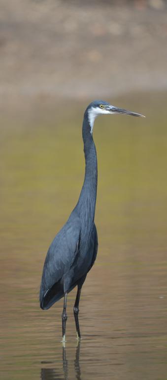 Fathala Wildlife Reserve Toubakouta Exterior foto