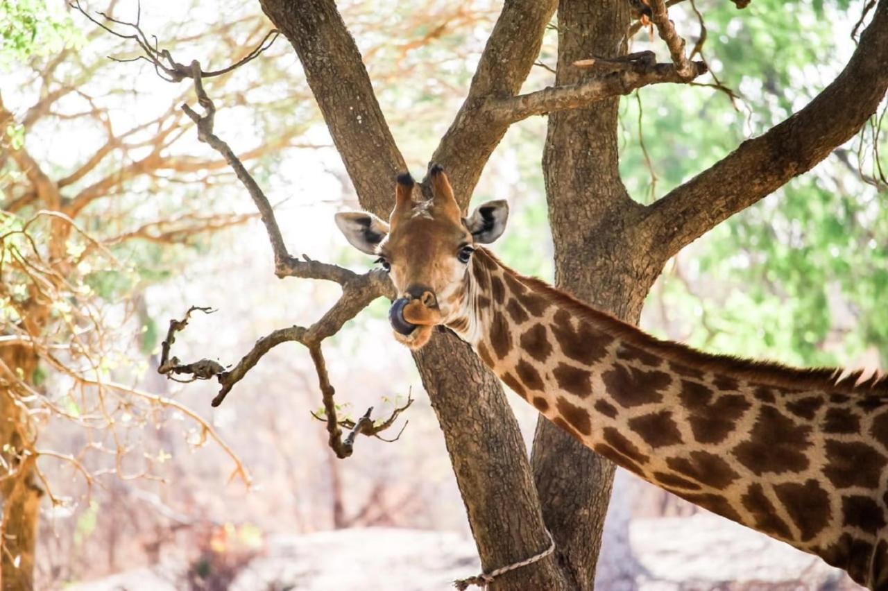 Fathala Wildlife Reserve Toubakouta Exterior foto